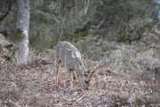Morten 4 april 2021 - Rådyr i Drøbak