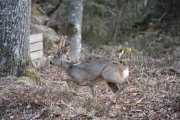 Morten 4 april 2021 - Rådyr i Drøbak