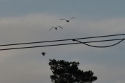 Morten 4 april 2021 - Store fugler i luften, tidlig på morgenen dette også. To svaner og en Kråke
