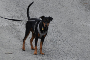 Morten 6 mars 2021 - En hund på Høyenhall, den har oppdaget meg