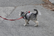 Morten 6 mars 2021 - En hund på Høyenhall, denne oppdaget meg ikke
