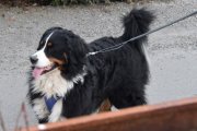 Morten 7 april 2021 - En hund på Høyenhall, så vi avslutter med en hund som er lik den en venn av meg hadde. Den er borte nå, dessverre