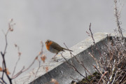 Morten 7 april 2021 - Rødstrupa på blomsterkassen, etter denne lange turen var det fint å se Rødstrupa igjen, nå skal den sikkert fly bort til naboen