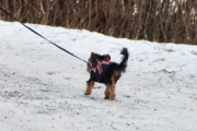 Morten 7 februar 2021 - En hund på Høyenhall, den var søt