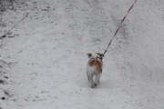 Morten 8 januar 2021 - En hund på Høyenhall