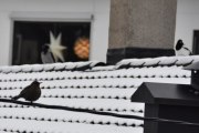 Morten 8 januar 2021 - Svarttrosten, Kråka og Skjære på Høyenhall