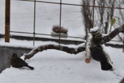 Morten 9 januar 2021 - To Svarttroster på Høyenhall, de koser seg på bordet