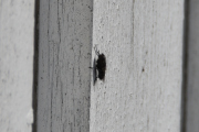 Morten  mars 2021 - En flue på veggen, når du leter etter vårtegn så finner du dem