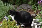 12 september 2020 - En katt på Høyenhall