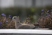 12 september 2020 - Tyrkerdua koser seg på verandaen, blomsterkassen er det beste stedet