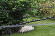 16 august 2020 - En katt på Høyenhall