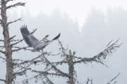 Knut 1 oktober 2020 - Gråhegra på Turter i Maridalen
