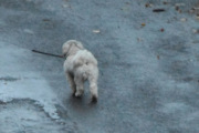 Morten 1 november 2020 - En hund på Høyenhall