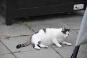 Morten 1 oktober 2020 - En katt på Høyenhall