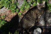 Morten 1 september 2020 - En katt på musejakt, skal ikke forstyrre deg