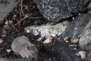Morten 11 desember 2020 - Musa på Høyenhall, så dette er en rotte