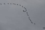 Morten 11 oktober 2020 - 25 Hvitkinngås flyr over Høyenhall, formasjonen forandrer seg hele tiden