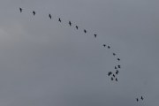 Morten 11 oktober 2020 - 25 Hvitkinngås flyr over Høyenhall