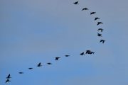 Morten 11 oktober 2020 - 25 Hvitkinngås flyr over Høyenhall, litt tidlig på morgen men blå himmel dukker opp