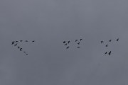 Morten 11 oktober 2020 - 29 fugler flyr fra Østensjøvannet