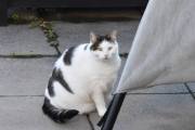 Morten 11 oktober 2020 - En katt på Høyenhall