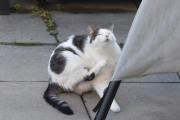 Morten 11 oktober 2020 - En katt på Høyenhall