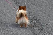 Morten 11 oktober 2020 - En liten hund på Høyenhall