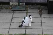 Morten 11 oktober 2020 - Katten kommer en gang til