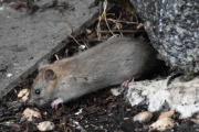 Morten 12 desember 2020 - Rotta på Høyenhall, men det er nok en rotte