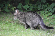 Morten 12 september 2020 - En katt på Høyenhall