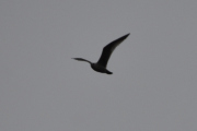 Morten 13 desember 2020 - Måka over Høyenhall, i mangel av fly så tar vi bilder av noen som flyr