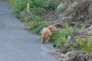 Morten 15 august 2020 - Er det en hund på Høyenhall?