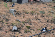 Morten 15 oktober 2020 - Flaggspetten og Skjæra på Høyenhall