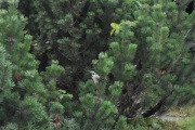 Morten 15 oktober 2020 - Flaggspetten på Høyenhall