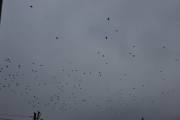 Morten 16 august 2020 - Mange fugler over Høyenhall, men er ikke sikker da de fylte himmelen