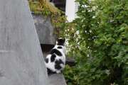 Morten 16 juli 2020 - En katt på Høyenhall
