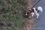 Morten 17 oktober 2020 - En hund på Høyenhall