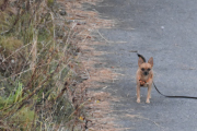 Morten 18 oktober 2020 - En hund på Høyenhall