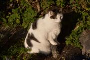 Morten 18 oktober 2020 - En katt på Høyenhall