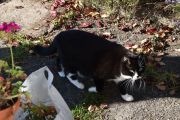 Morten 18 oktober 2020 - Enda en katt på Høyenhall