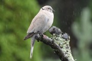 Morten 19 juli 2020 - Tyrkerdua på Høyenhall