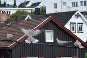Morten 19 juli 2020 - Tyrkerduer på besøk
