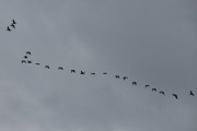 Morten 21 august 2020 - Trekkfugler på vei til Østensjøvannet, det er overskyet i dag også