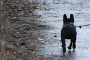 Morten 21 november 2020 - En hund på Høyenhall