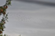 Morten 22 juli 2020 - En fugleflokk over Høyenhall