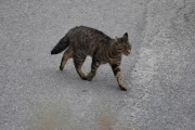 Morten 26 august 2020 - En katt på Høyenhall, den jakter på mus i hagen vår