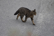 Morten 26 august 2020 - En katt på Høyenhall