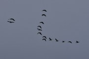 Morten 26 august 2020 - Trekkfugler på vei til Østensjøvannet, litt typisk at de kommer når det er overskyet