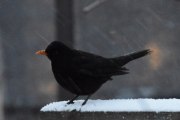 Morten 26 desember 2020 - Svarttrosten på Høyenhall, snø laver ned