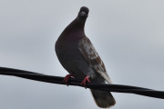 Morten 27 august 2020 - En bydue på besøk på Høyenhall